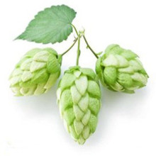 getrockneter Hopfen